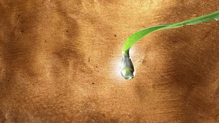 החזון של שמים